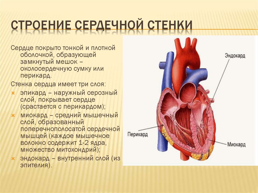 Стенка сердца состоит из