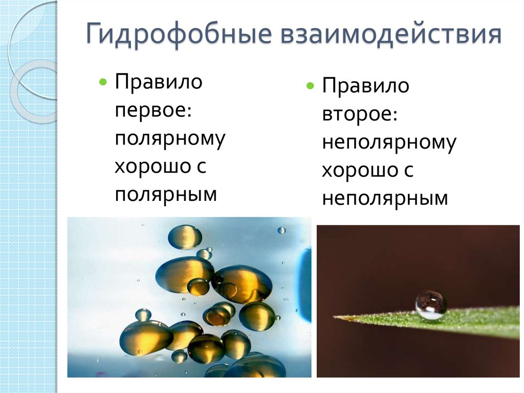 Что такое гидрофобность. Гидрофобные взаимодействия. Гидрофобные взаимодействия примеры. Гидрофобные взаимодействия неполярных групп. Гидрофобные элементы.