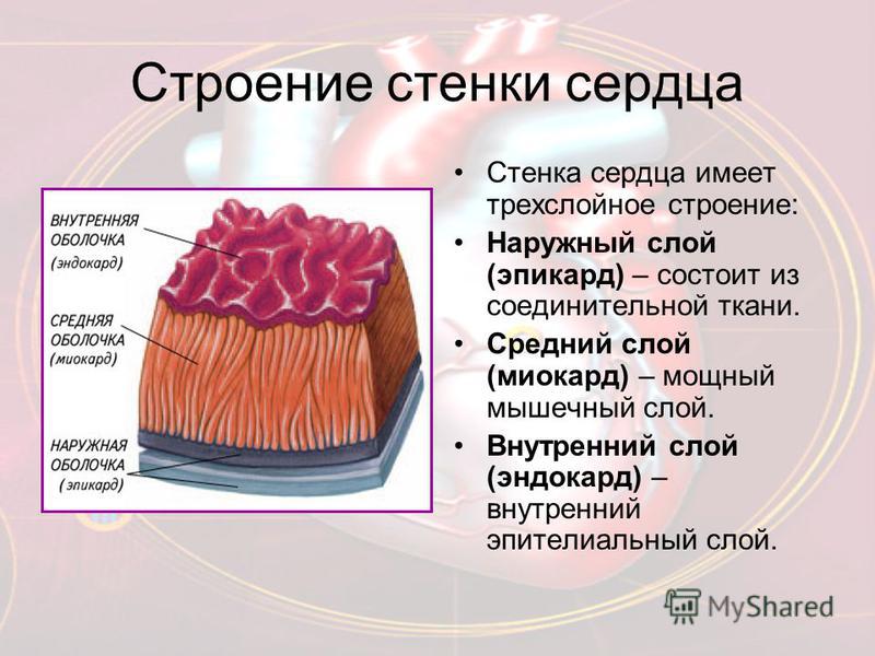 Состоит из 2 слоев. Эпикард миокард эндокард. Строение стенки сердца эпикард. Эндокард эпикард миокард строение. Миокард перикард эндокард анатомия.