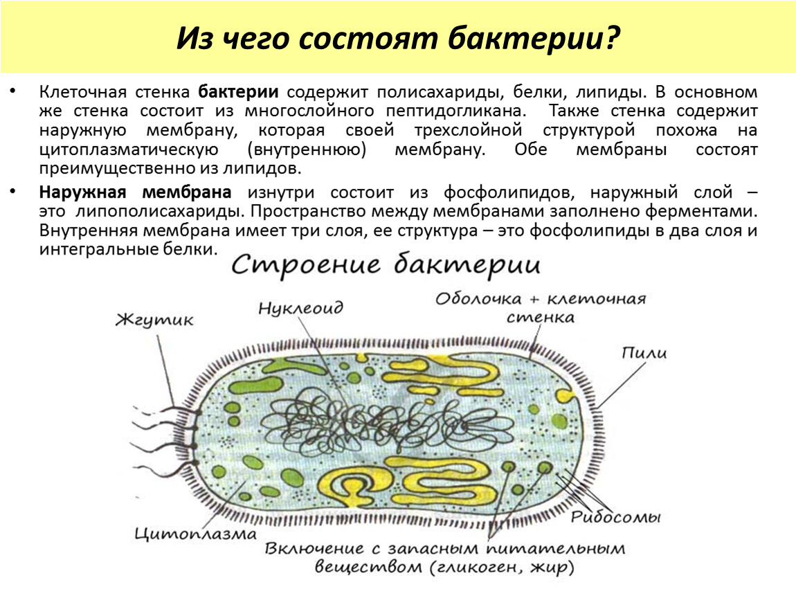 Клетка бактерий содержит. Клеточная стенка бактерий муреин. Строение бактериальной стенки. Строение бактериальной клеточной стенки. Строение бактерии муреин.