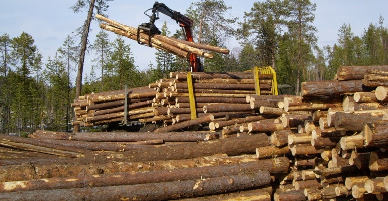 роль и значение дерева в строительстве