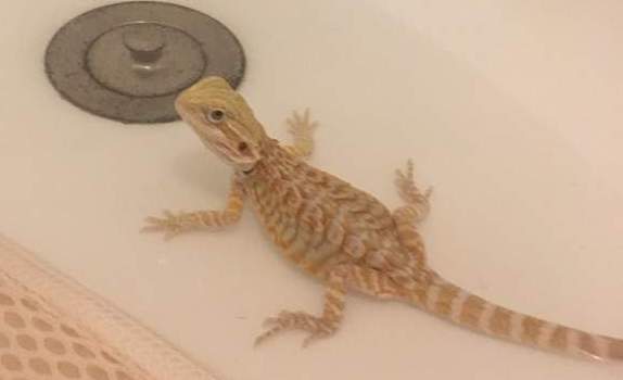 bathing a baby bearded dragon