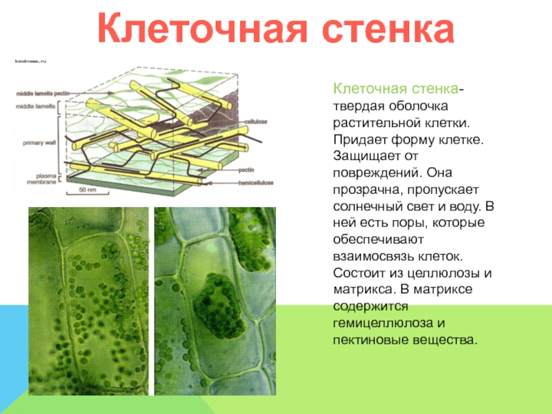 Оболочка растительной клетки состоит из