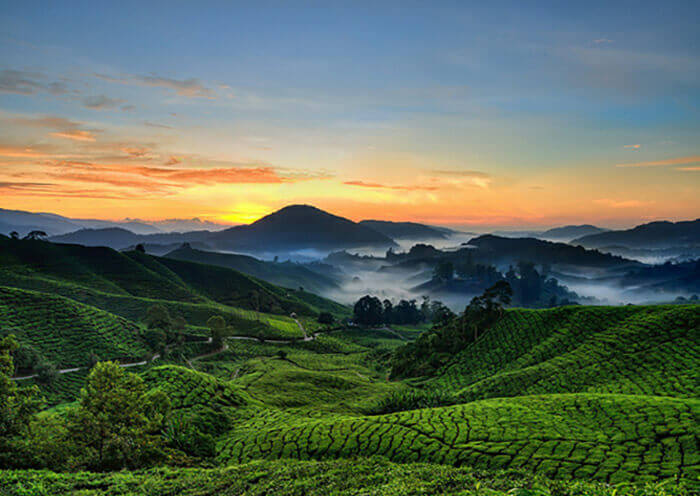 The landscape of Devikulam in Munnar with its tea estates and misty hills during sunset