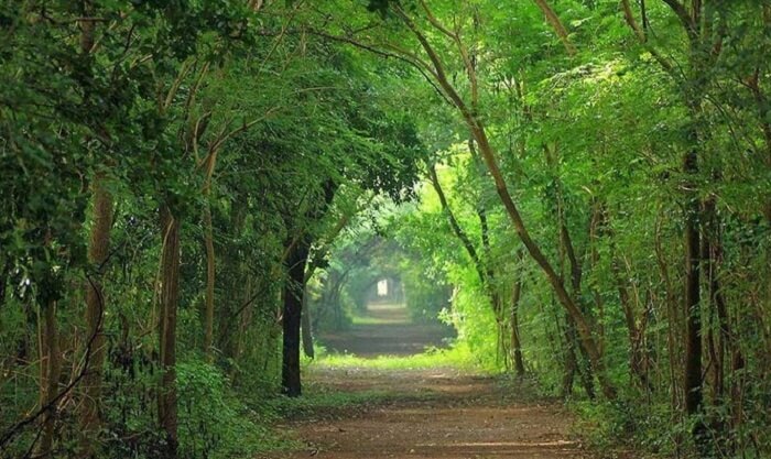 A beautiful pathway through the Theosophical society is among the most romantic places in Chennai